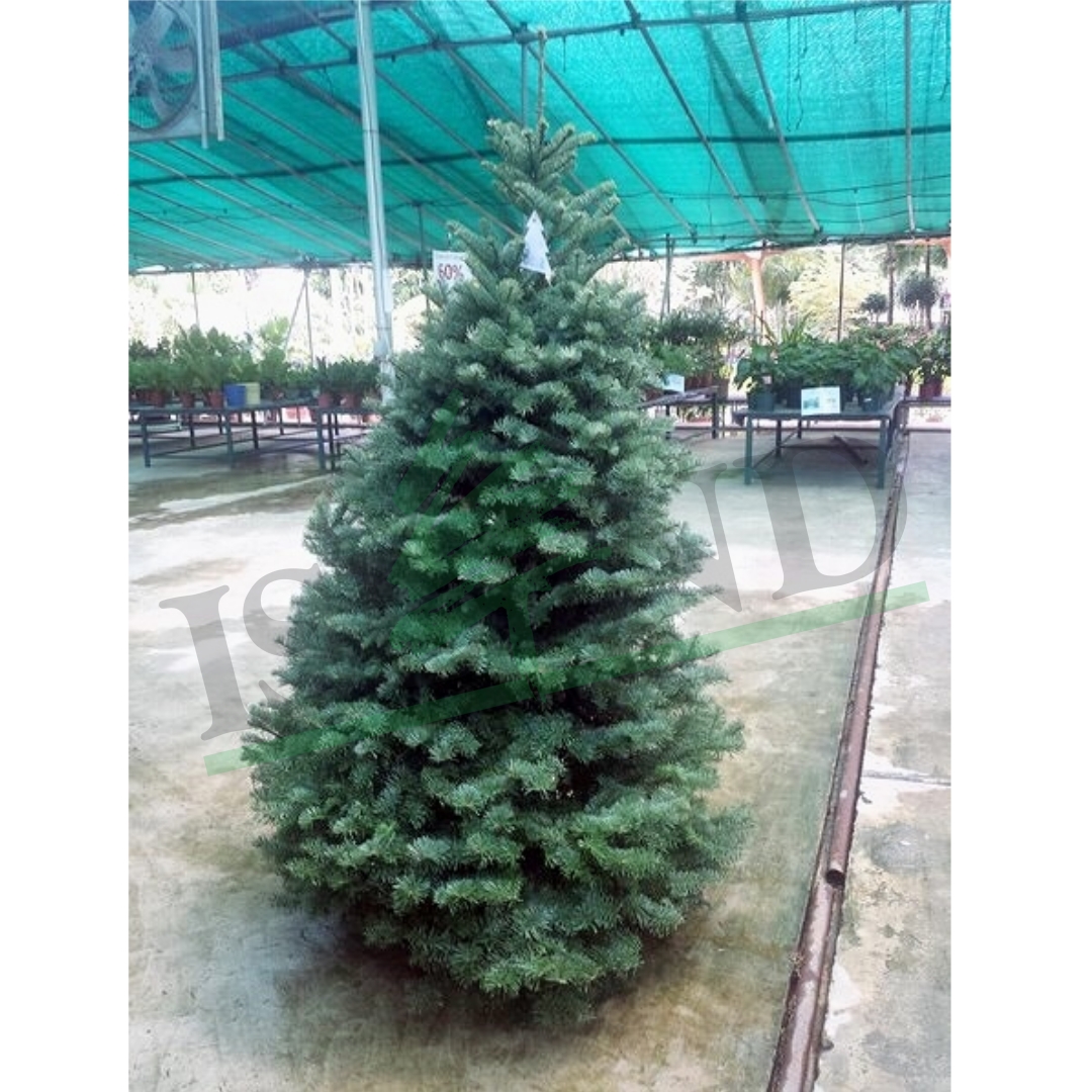 NOBLE FIR CHRISTMAS TREE 5FT6FT